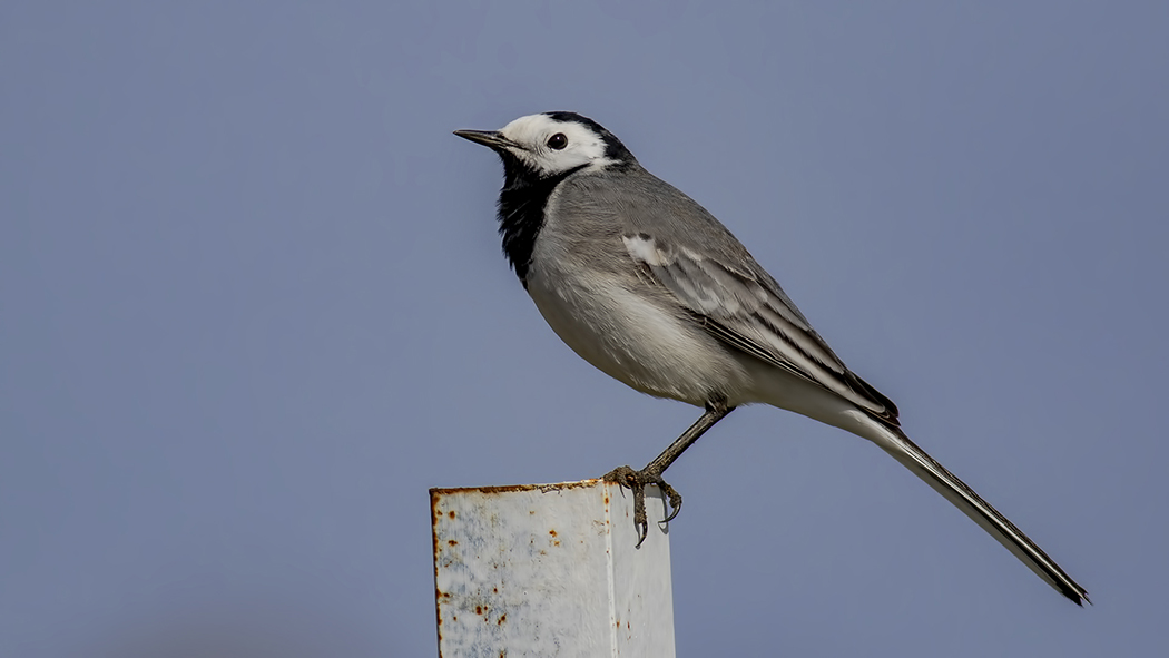 White Wagtail