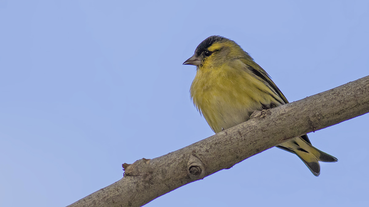 Eurasian Siskin