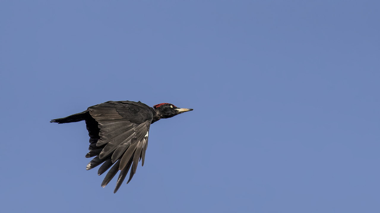 Black Woodpecker