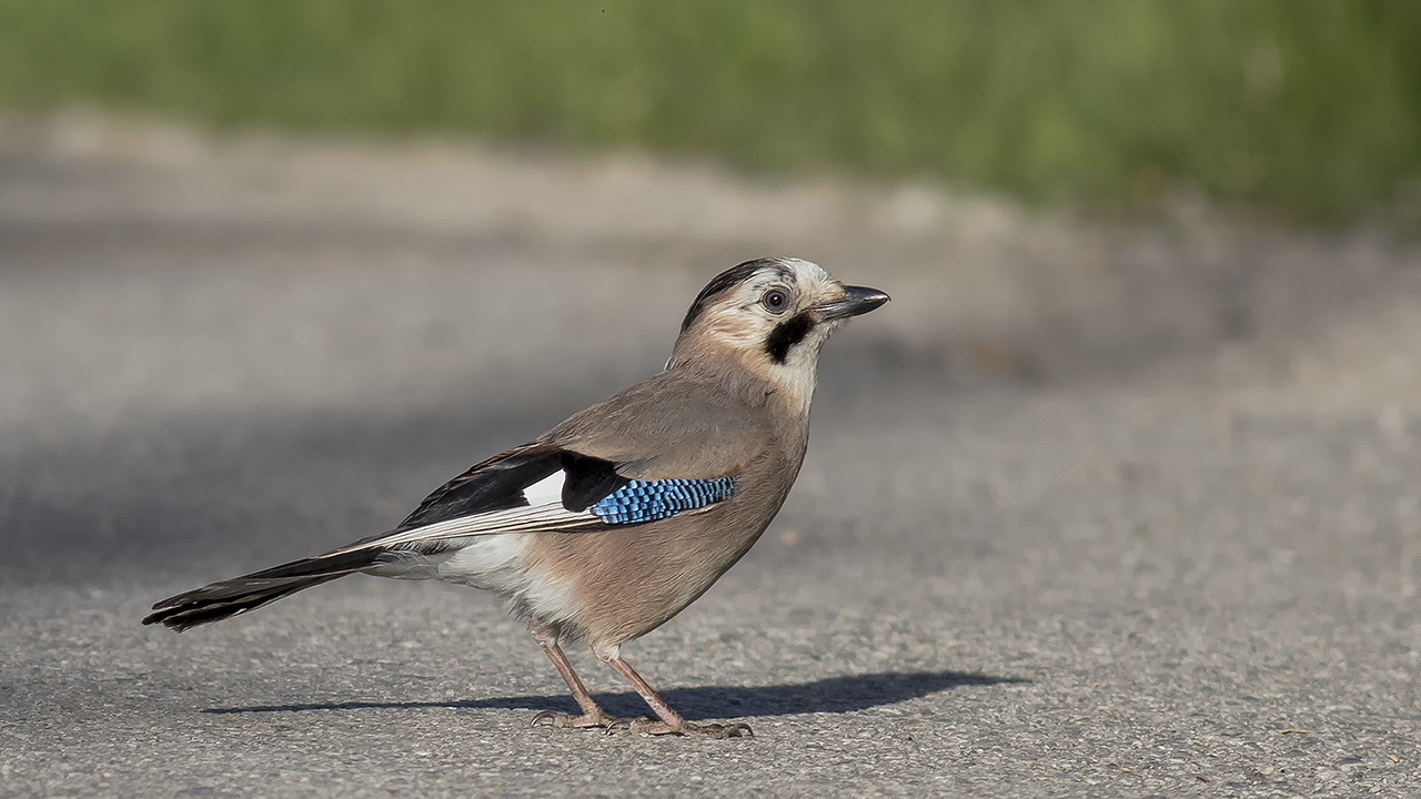 Eurasian Jay