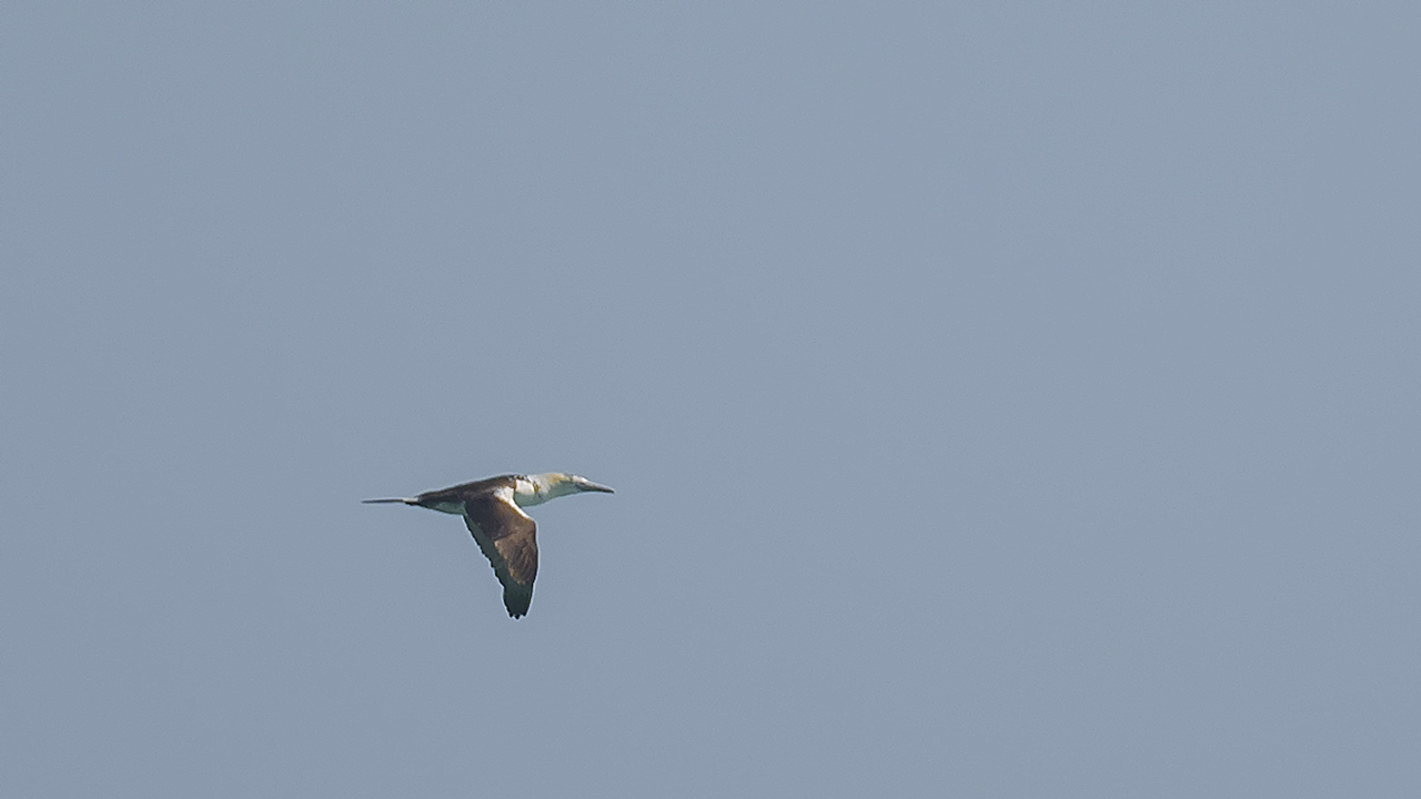 Northern Gannet