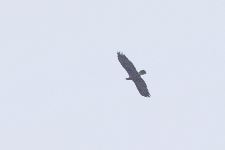 Lesser Spotted Eagle