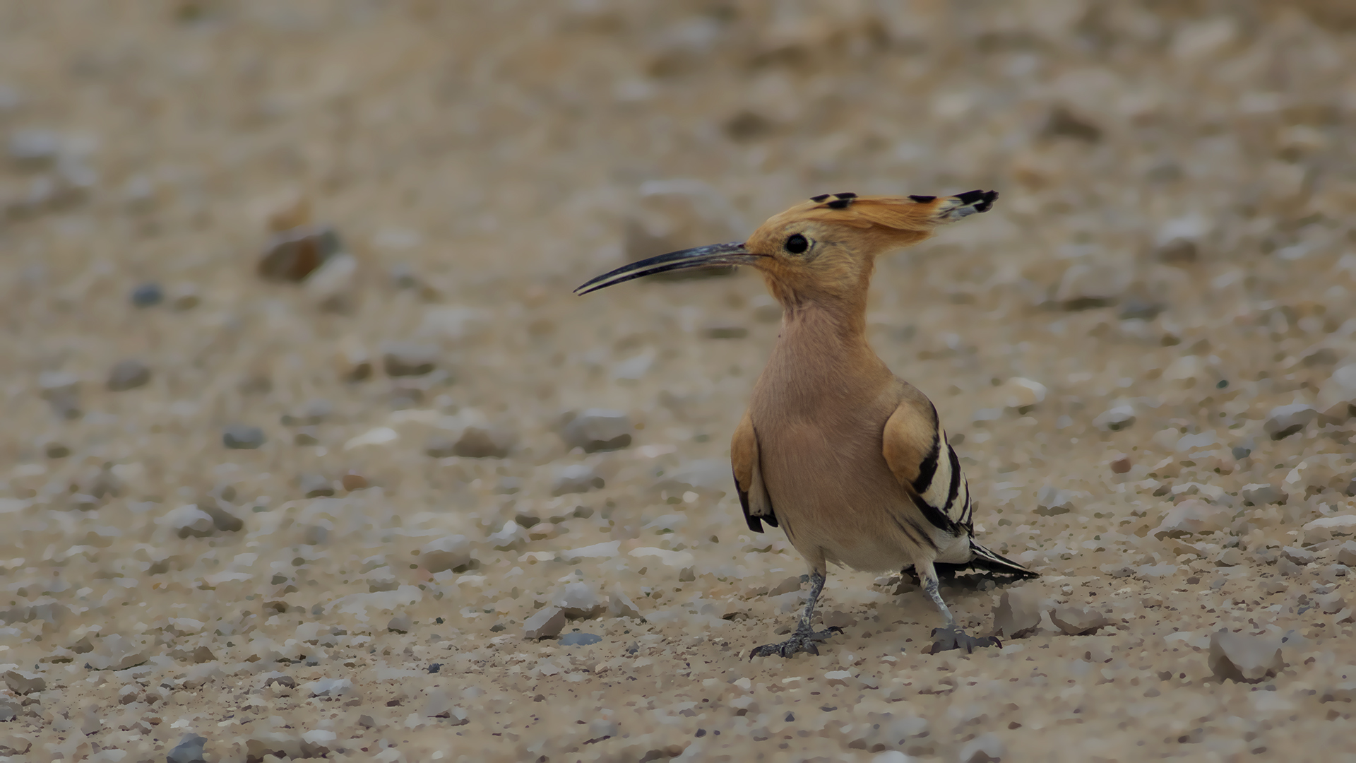 Eurasian Hoopoe