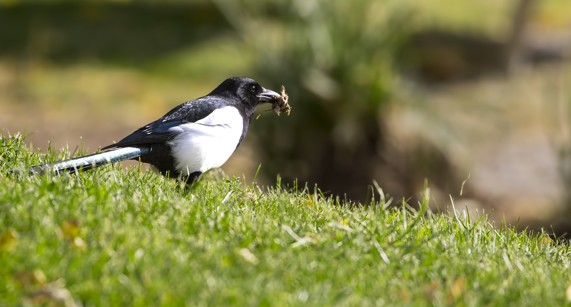 Eurasian Magpie