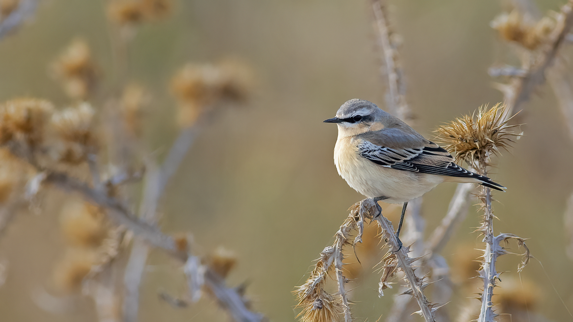 Isabelline Wheatear