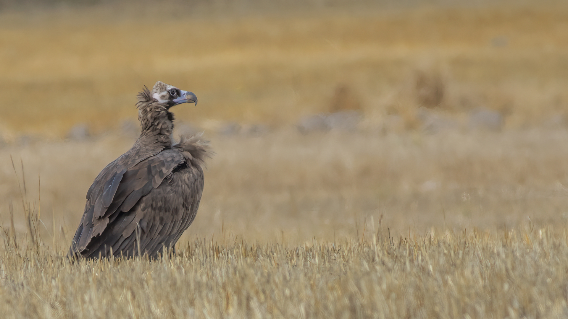 Cinereous Vulture
