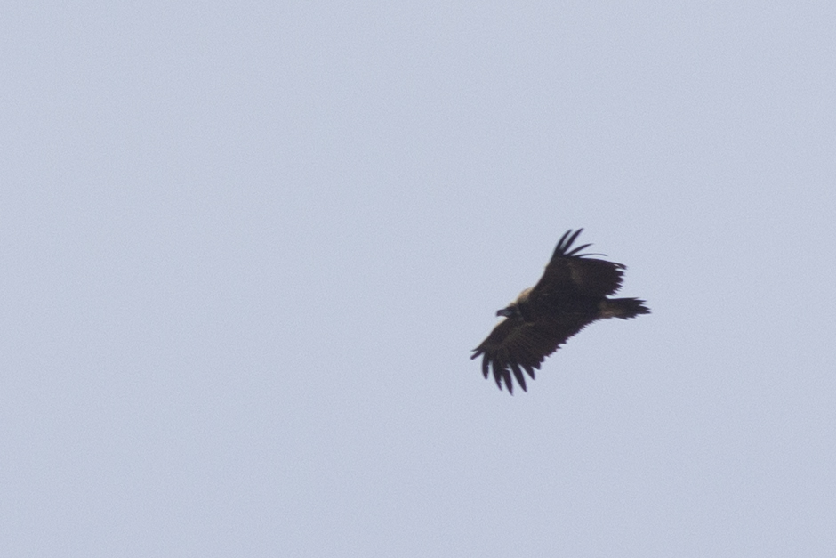 Cinereous Vulture