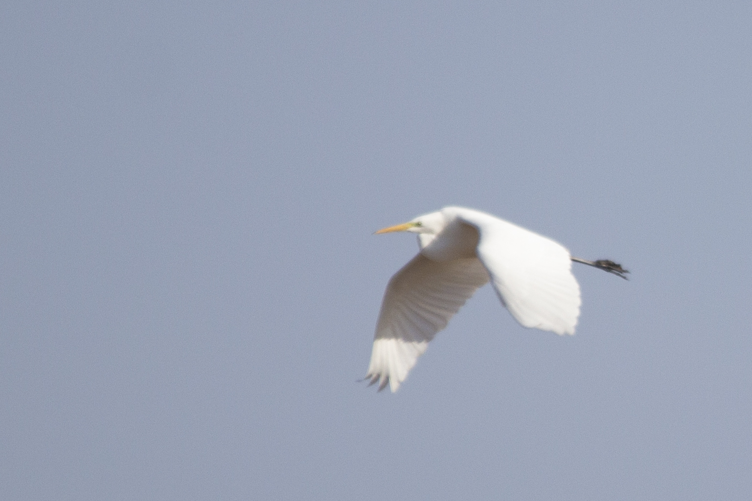 Great Egret