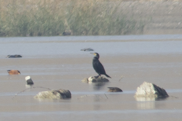 Great Cormorant
