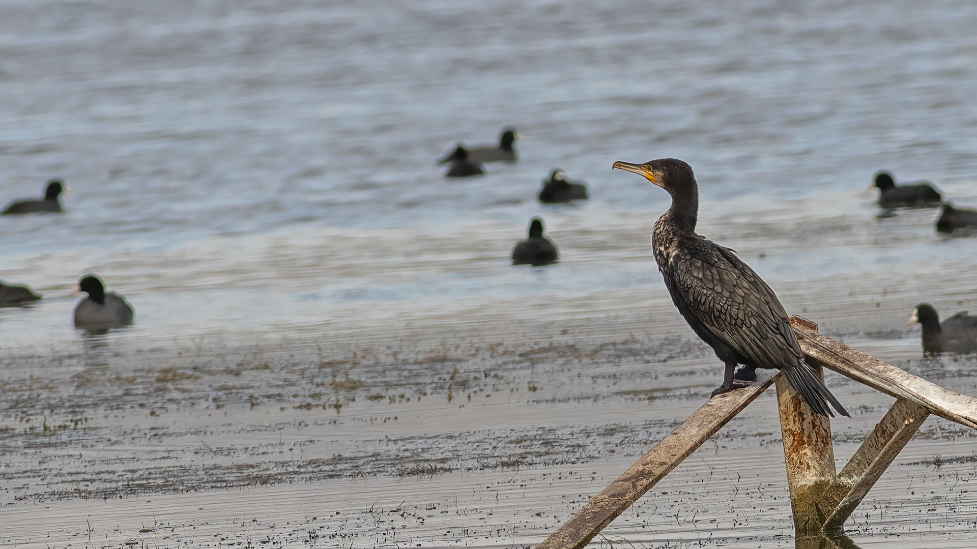 Great Cormorant