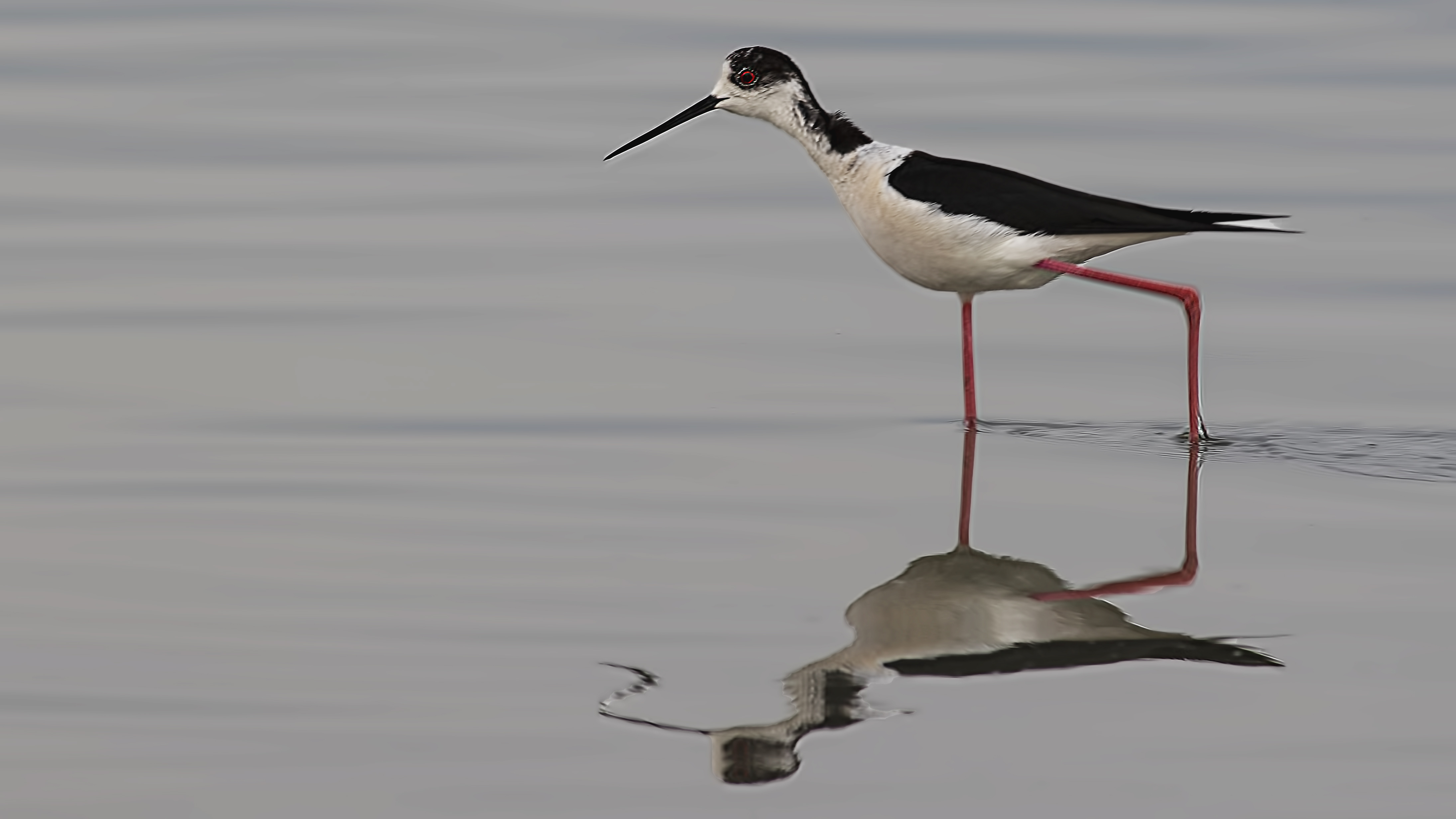 Black-winged Stilt