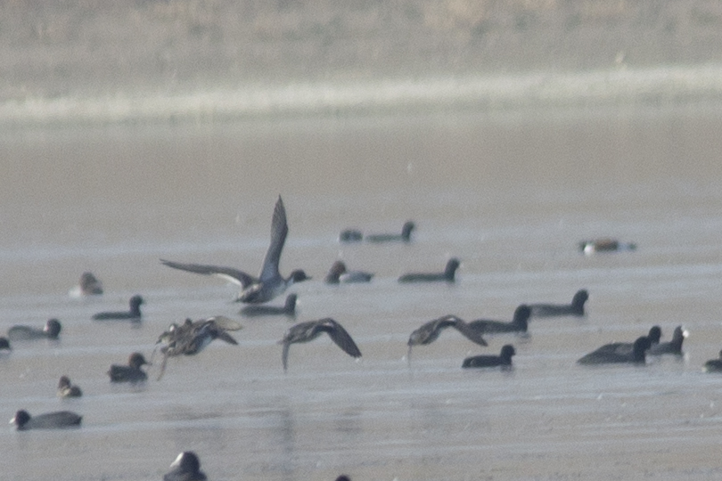 Northern Pintail