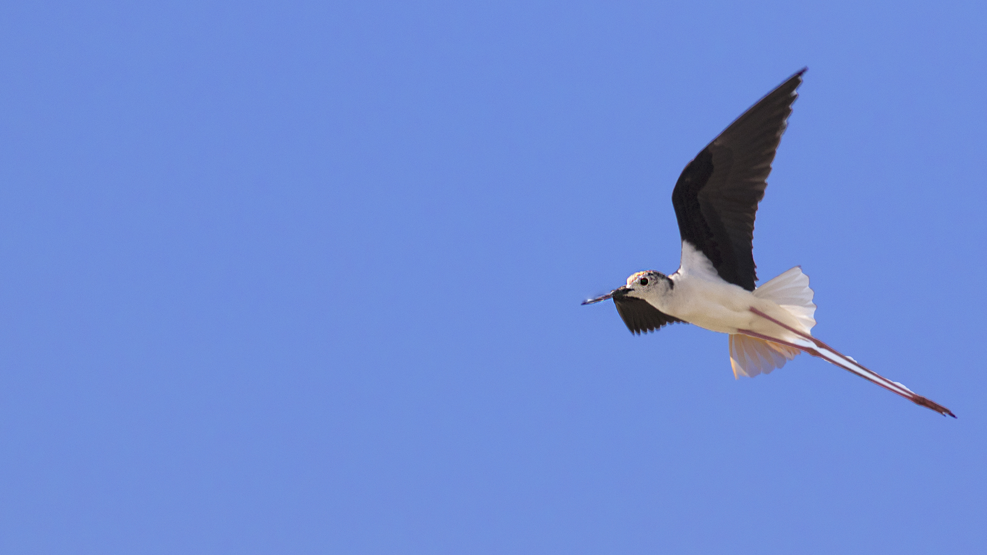 Black-winged Stilt