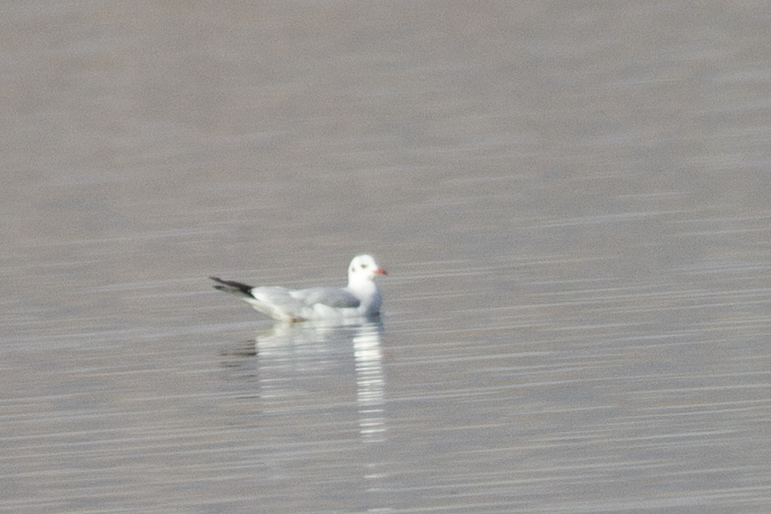 Black-headed Gull