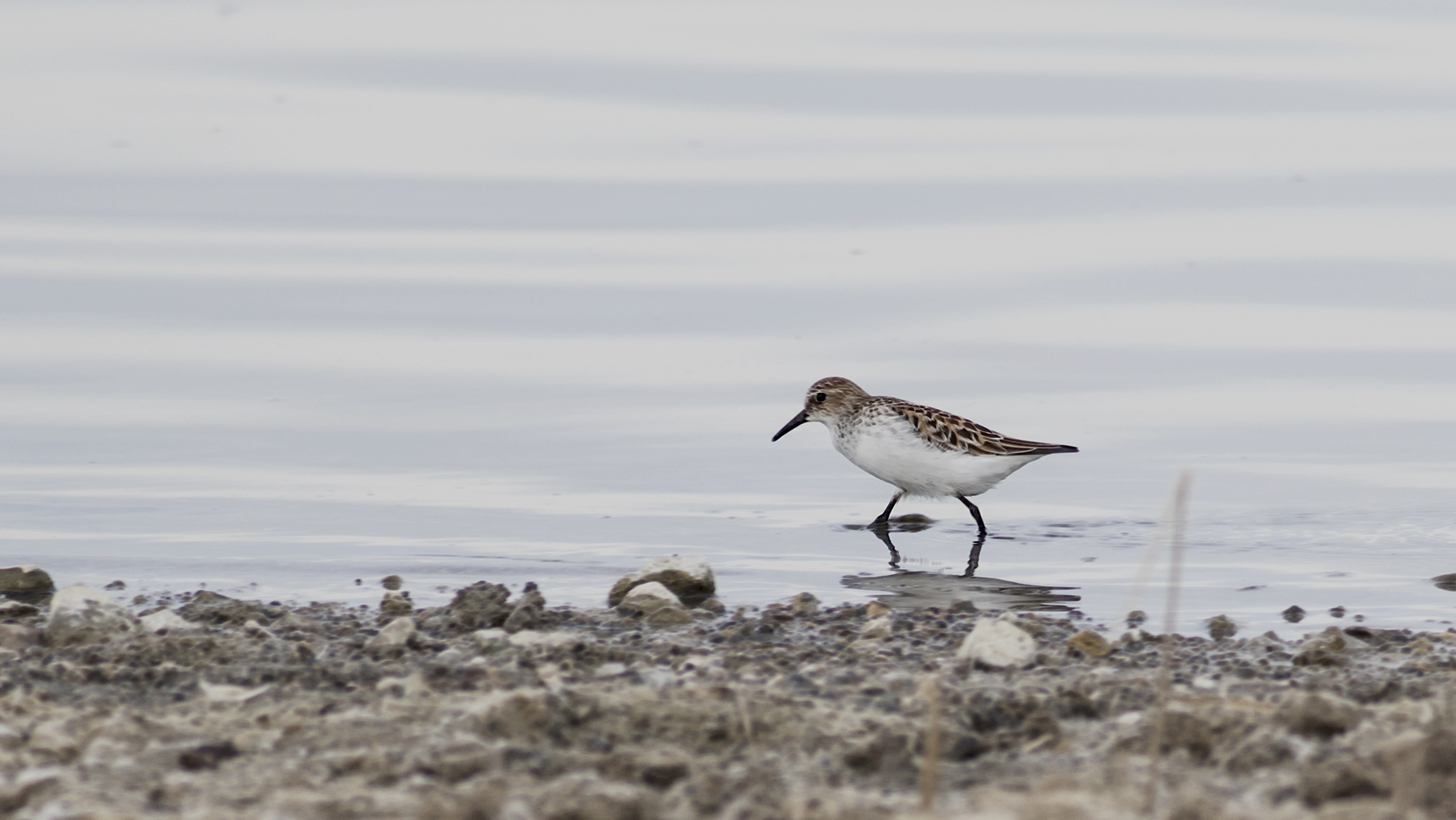 Wood Sandpiper