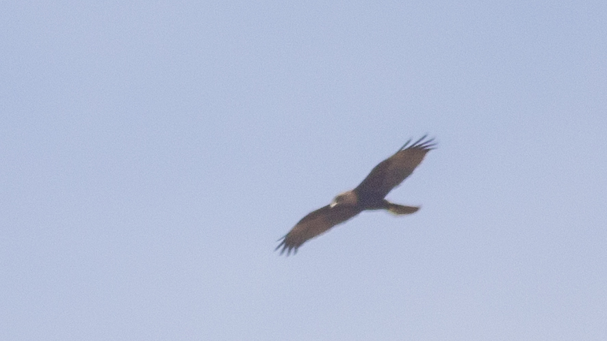 Eurasian Marsh-Harrier