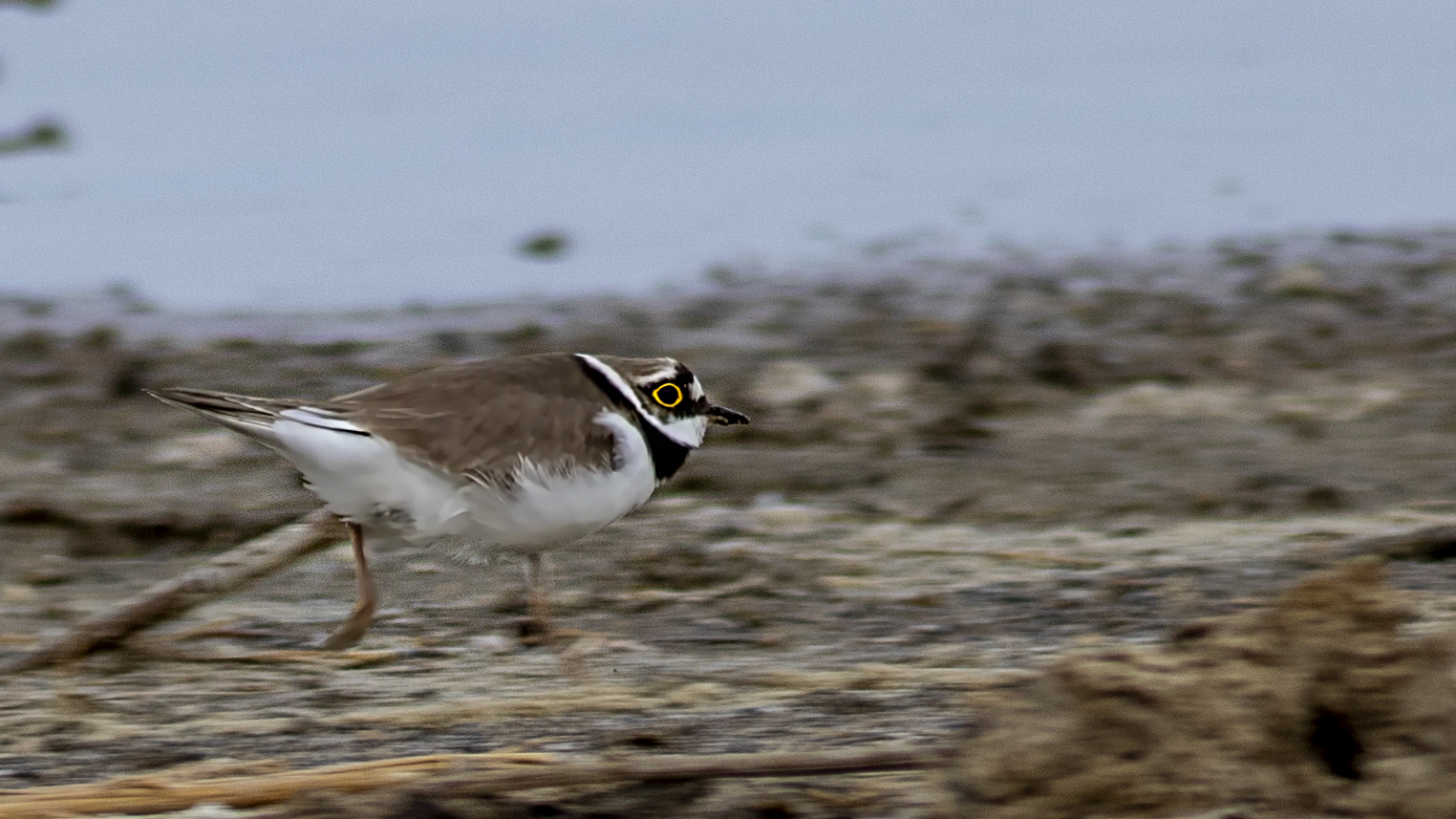 Little Ringed Plover