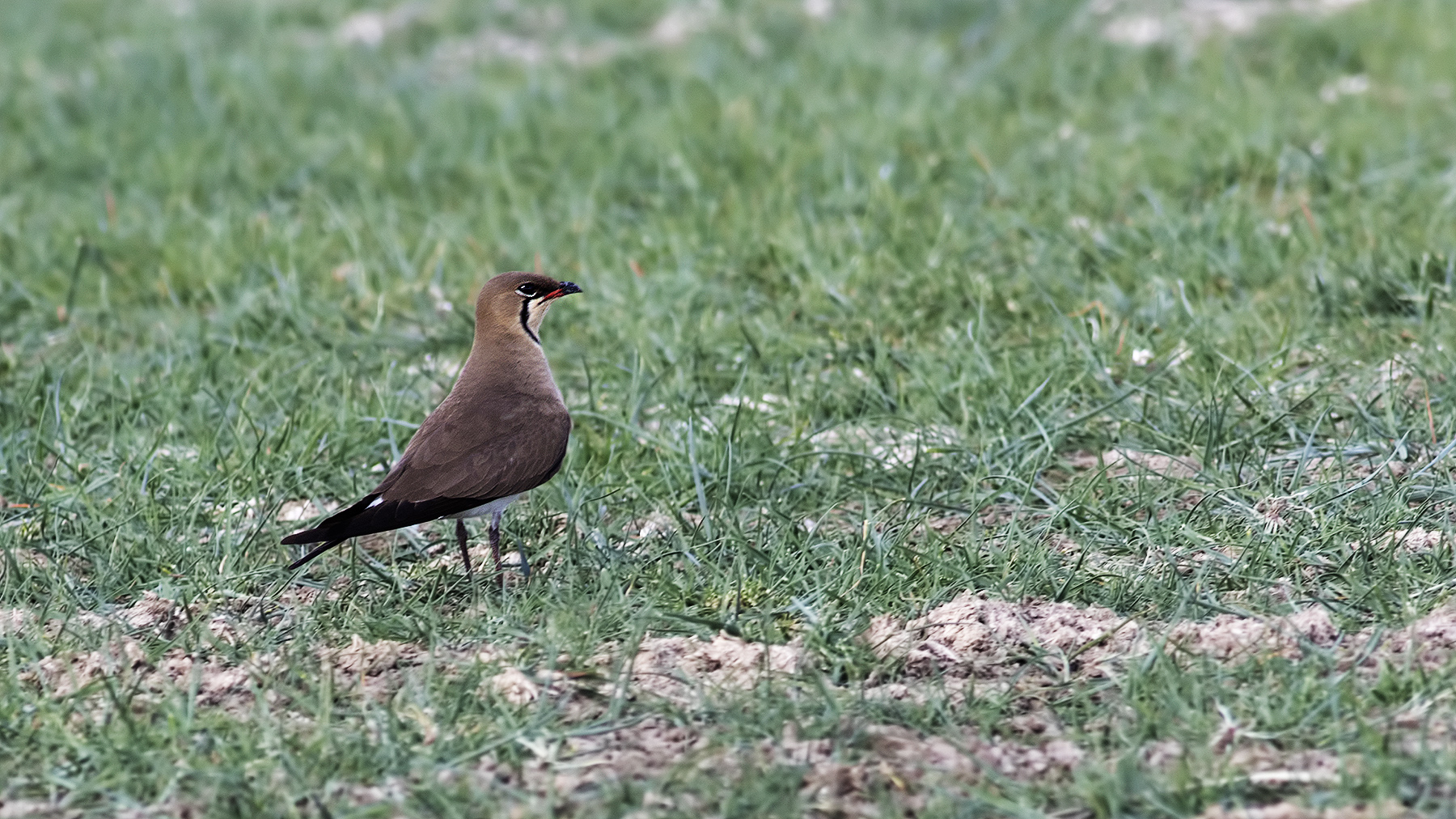 Collared Pratincole