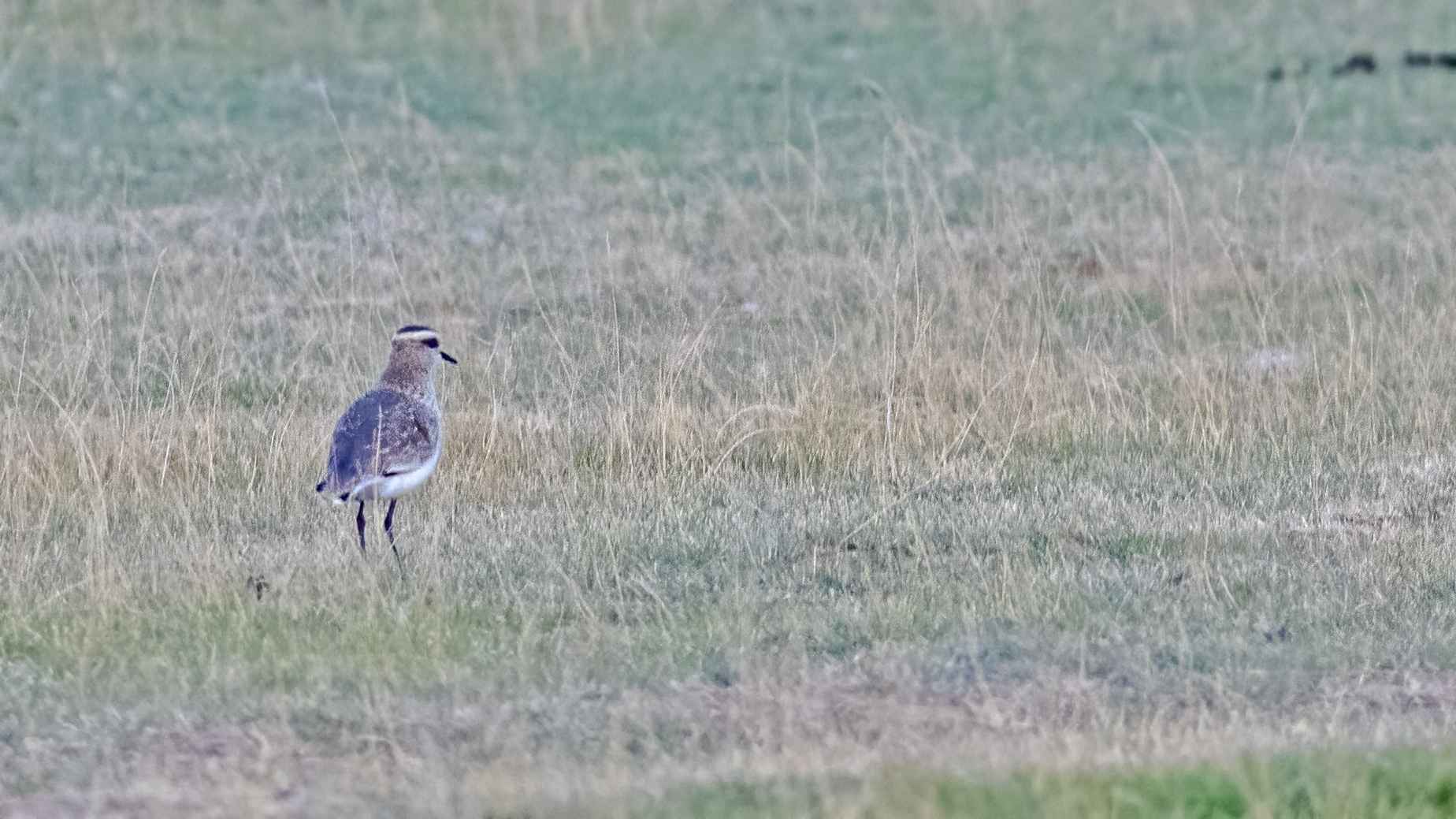 Sociable Lapwing