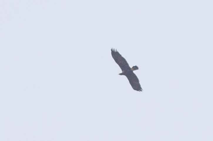 Lesser Spotted Eagle