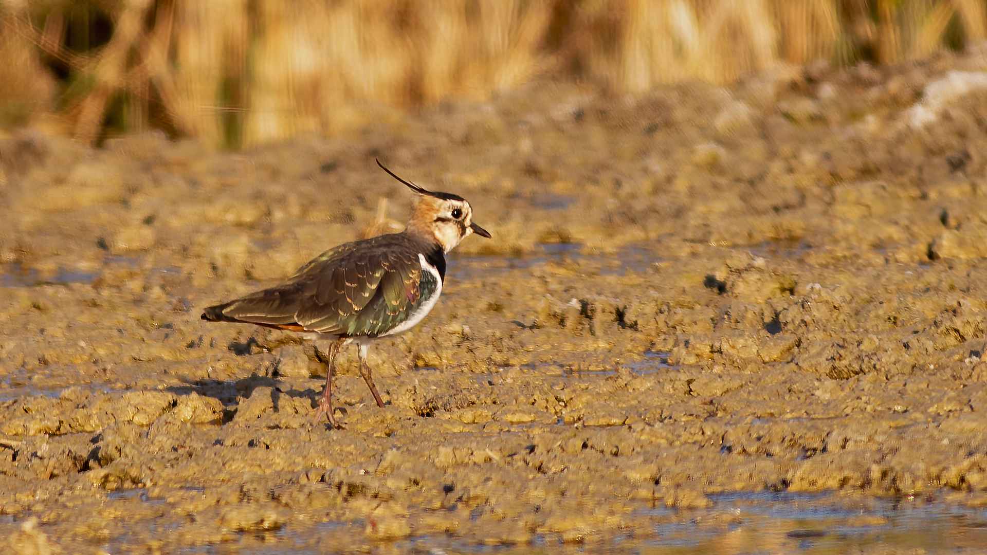 Northern Lapwing