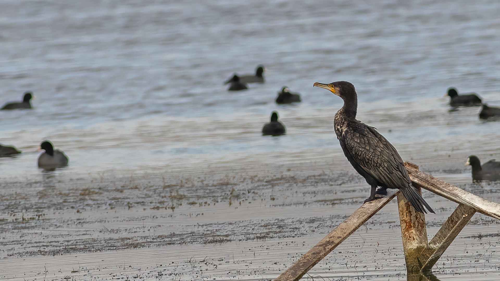 Great Cormorant