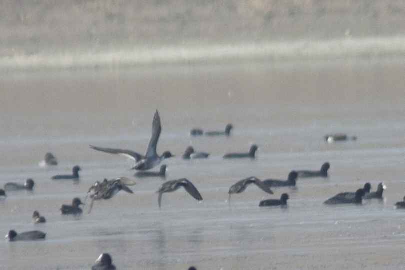 Northern Pintail