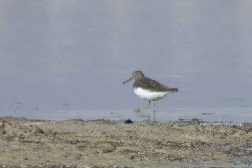 Green Sandpiper