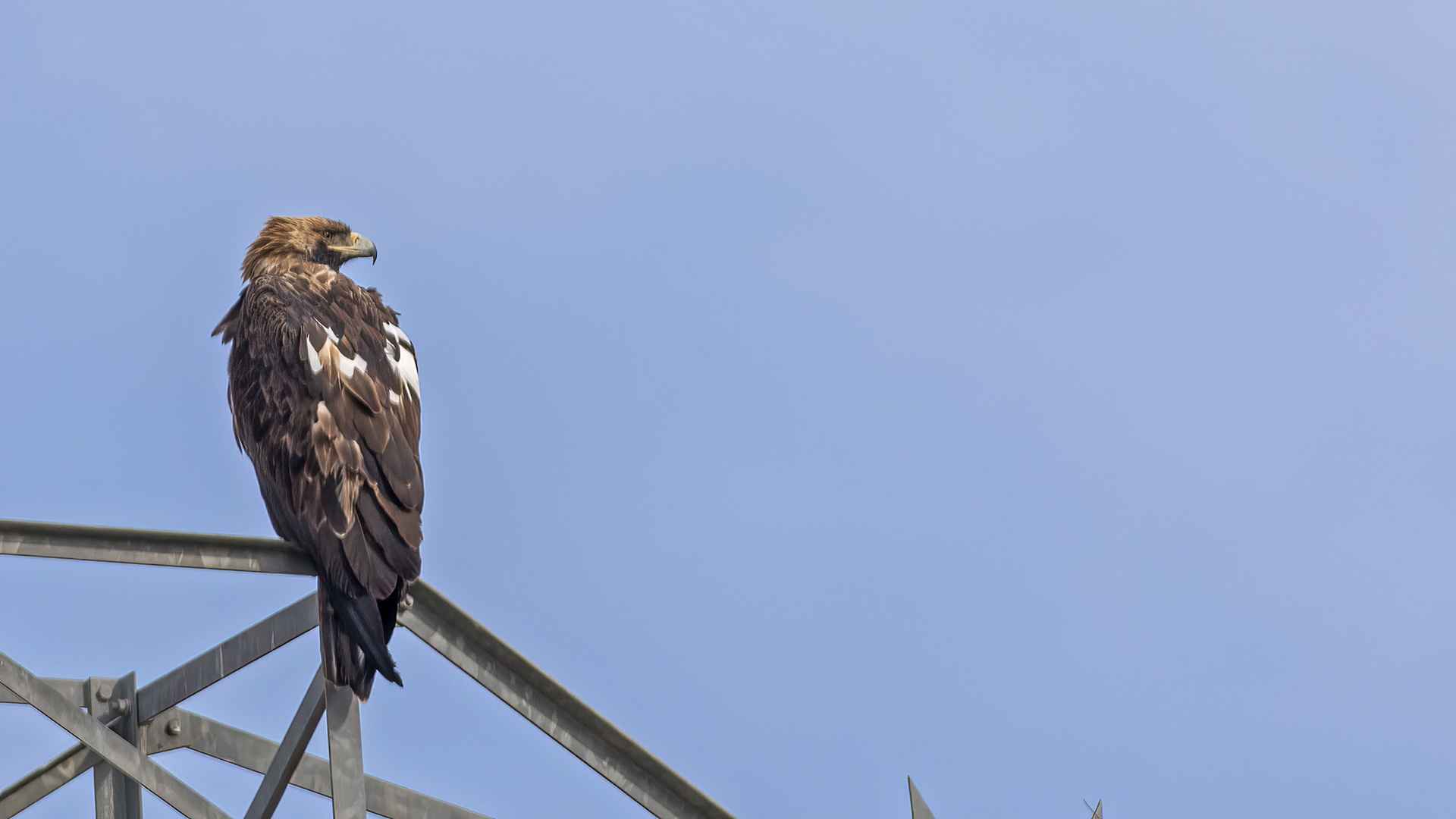 Imperial Eagle