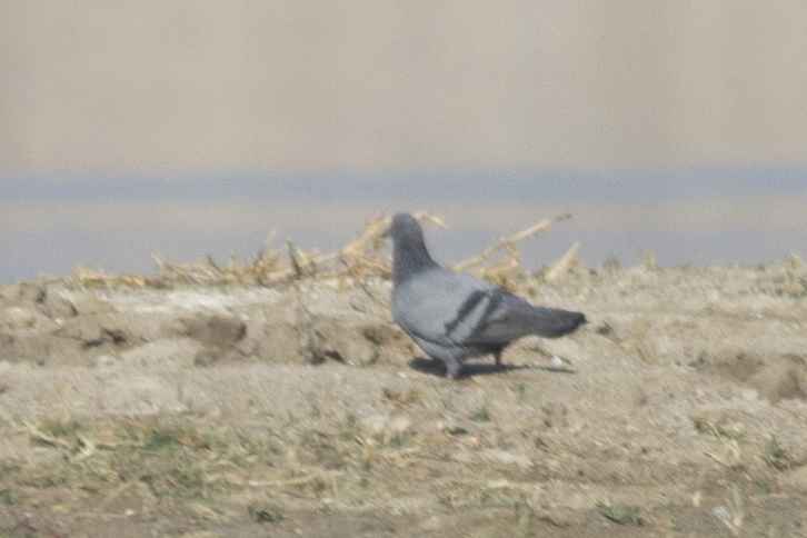 Rock Pigeon