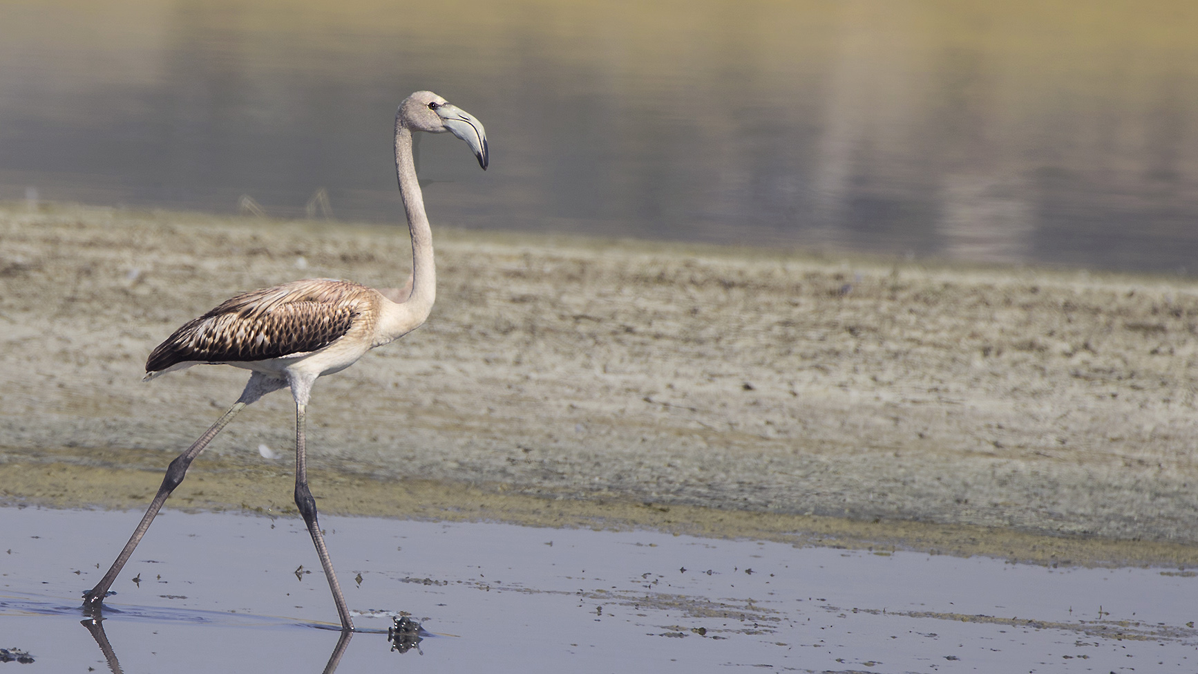 Greater Flamingo