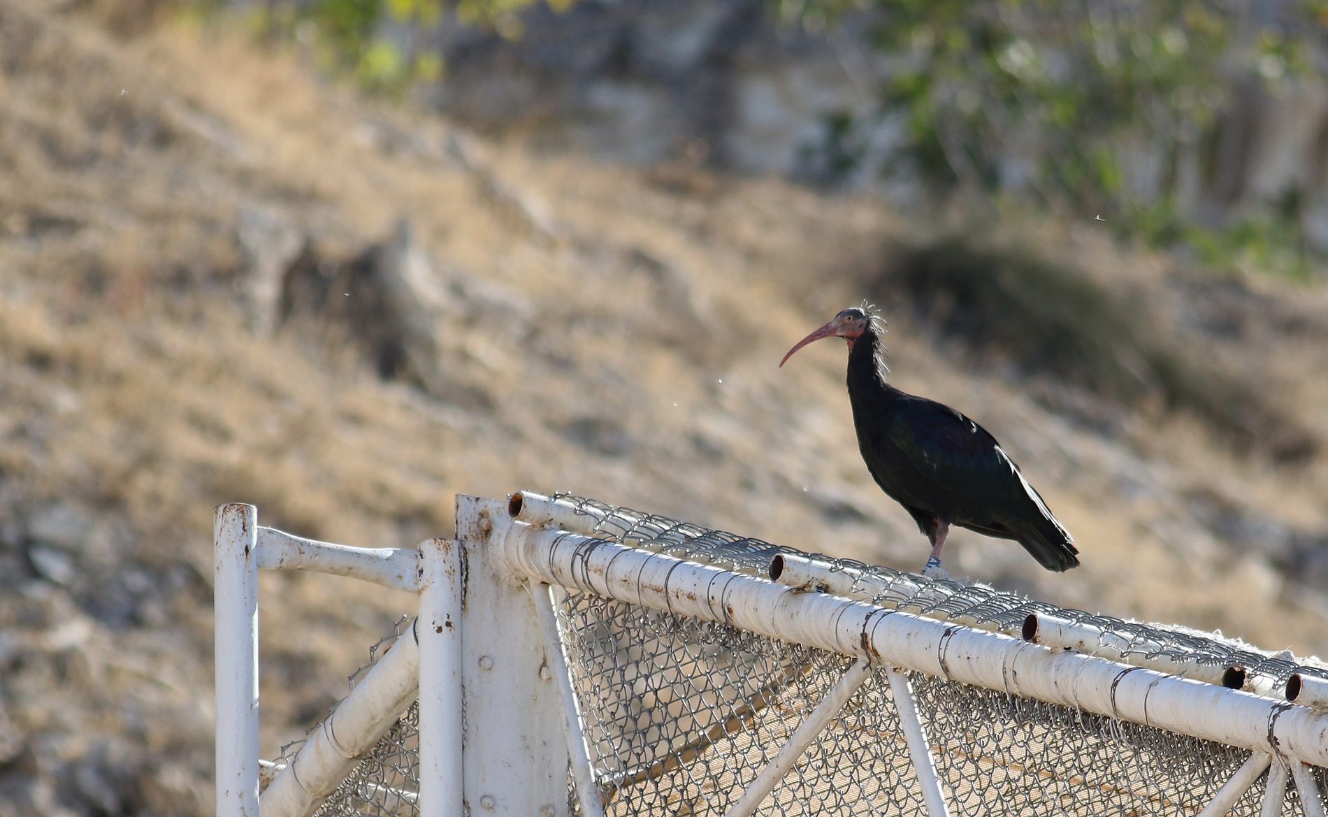 Northern Bald Ibis
