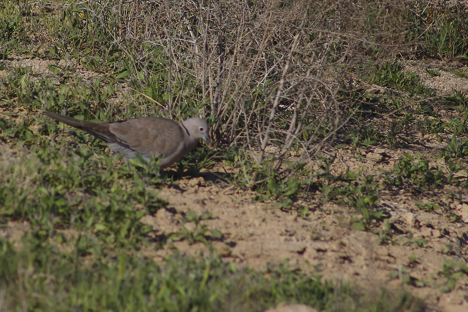 Eurasian Collared-Dove