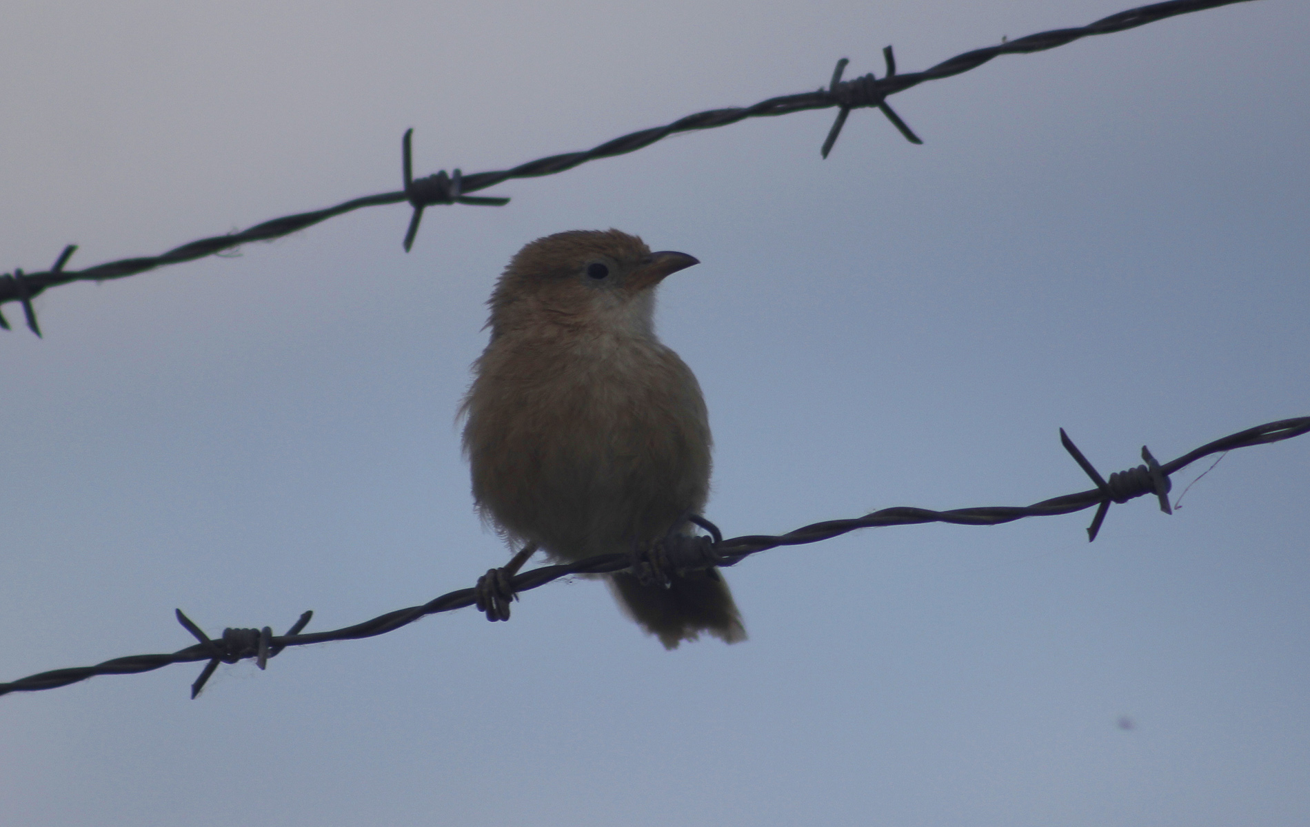 Iraq Babbler