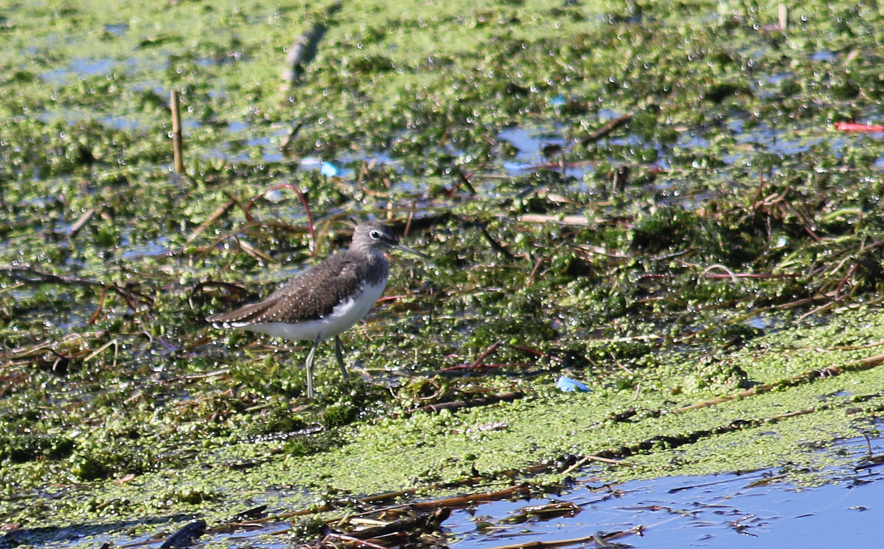 Common Greenshank