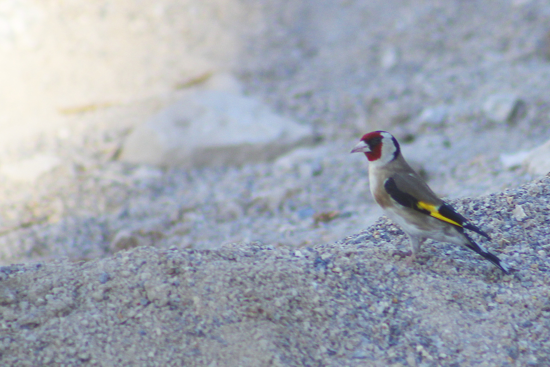 European Goldfinch
