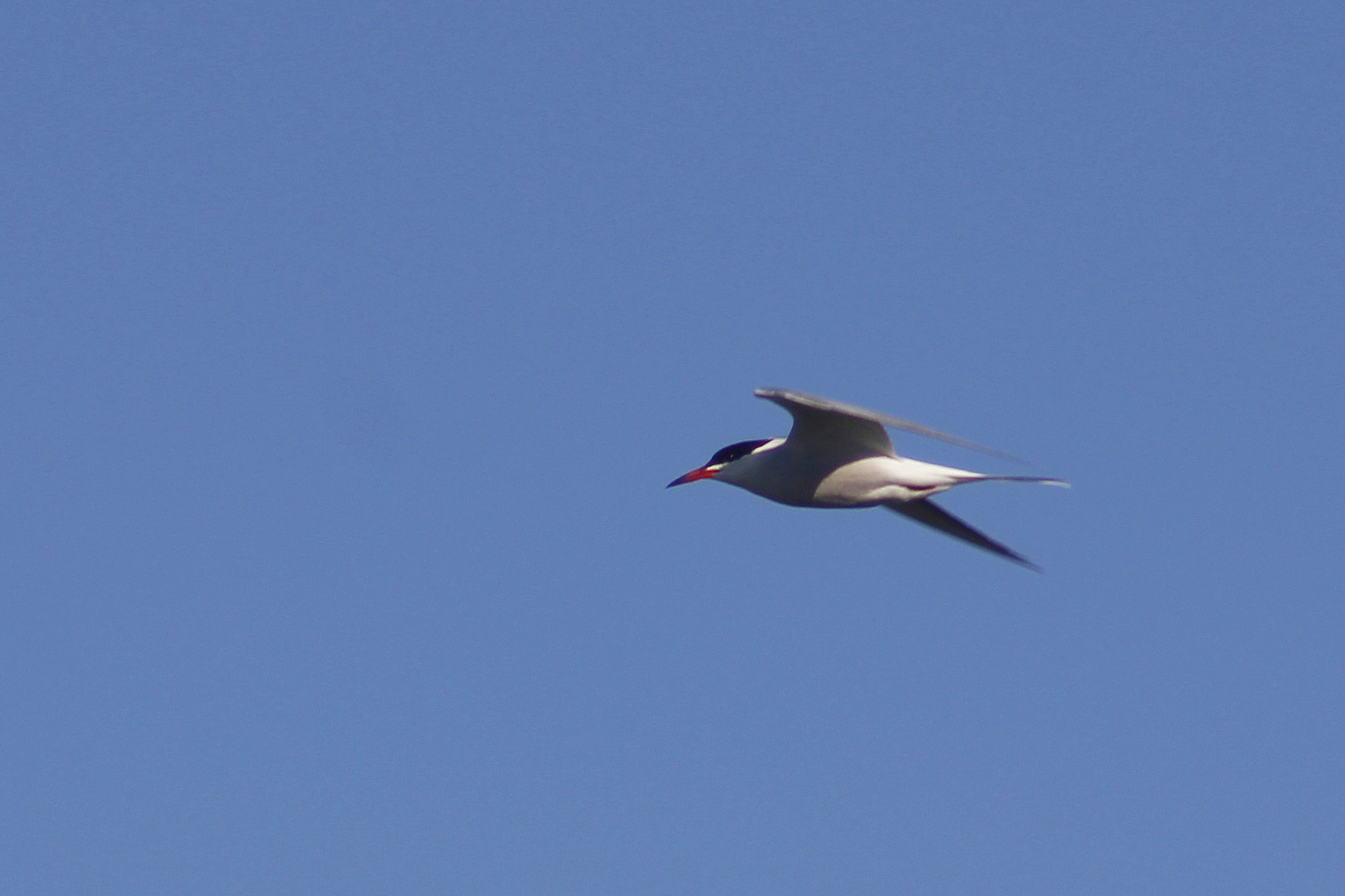 Common Tern