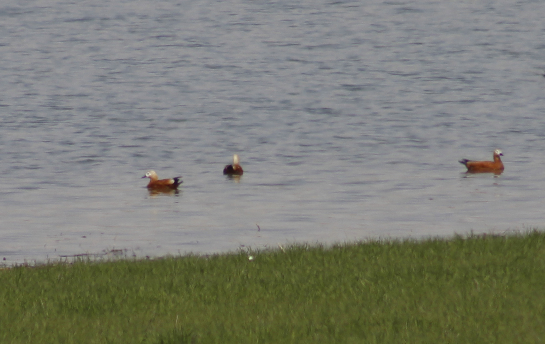 Ruddy Shelduck — Ana fotoğraf