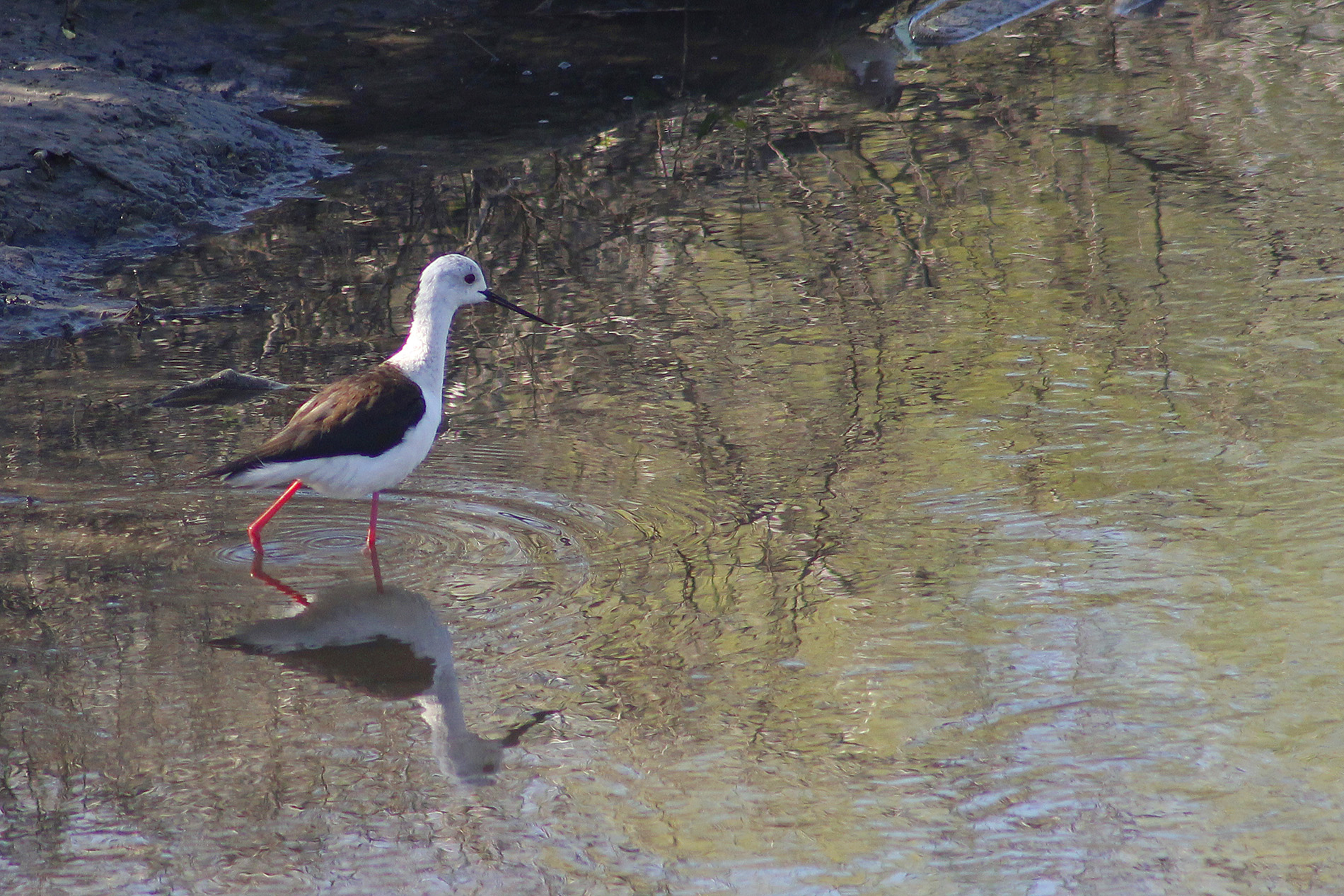 Black-winged Stilt