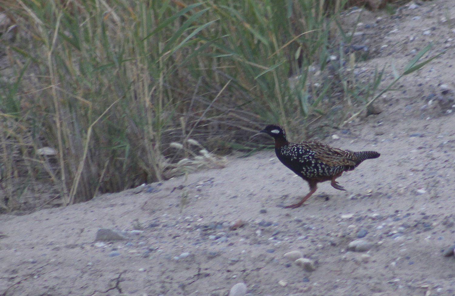 Black Francolin — Ana fotoğraf