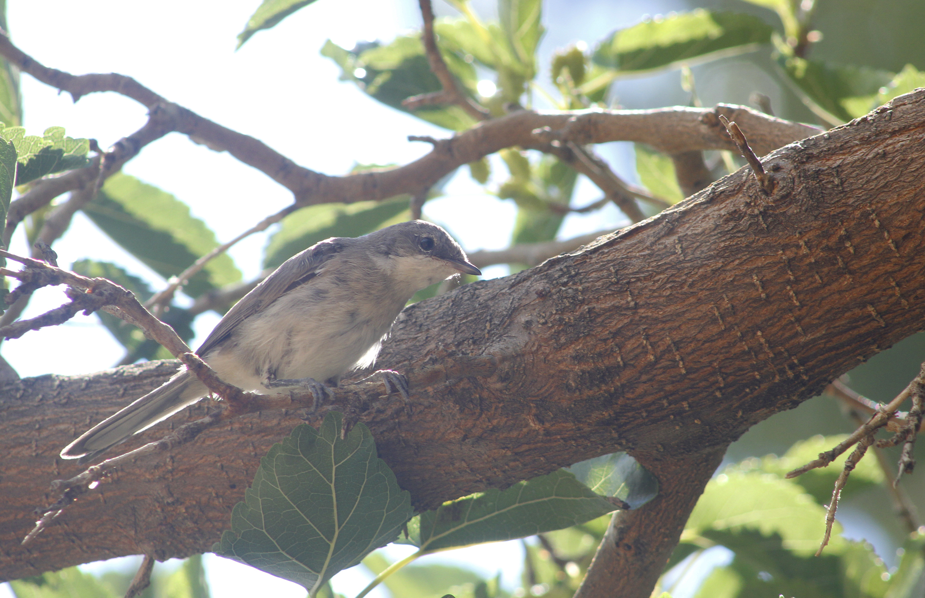 Lesser Whitethroat — Ana fotoğraf