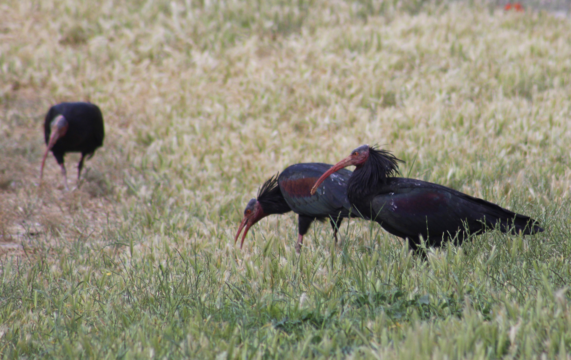Northern Bald Ibis