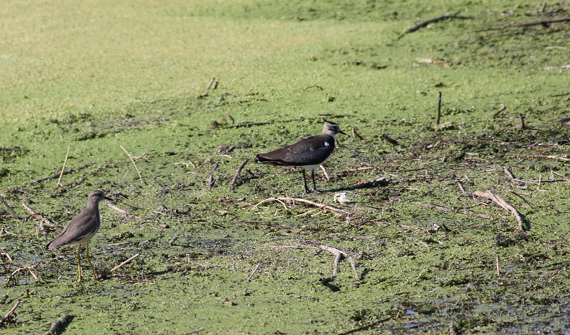 Northern Lapwing