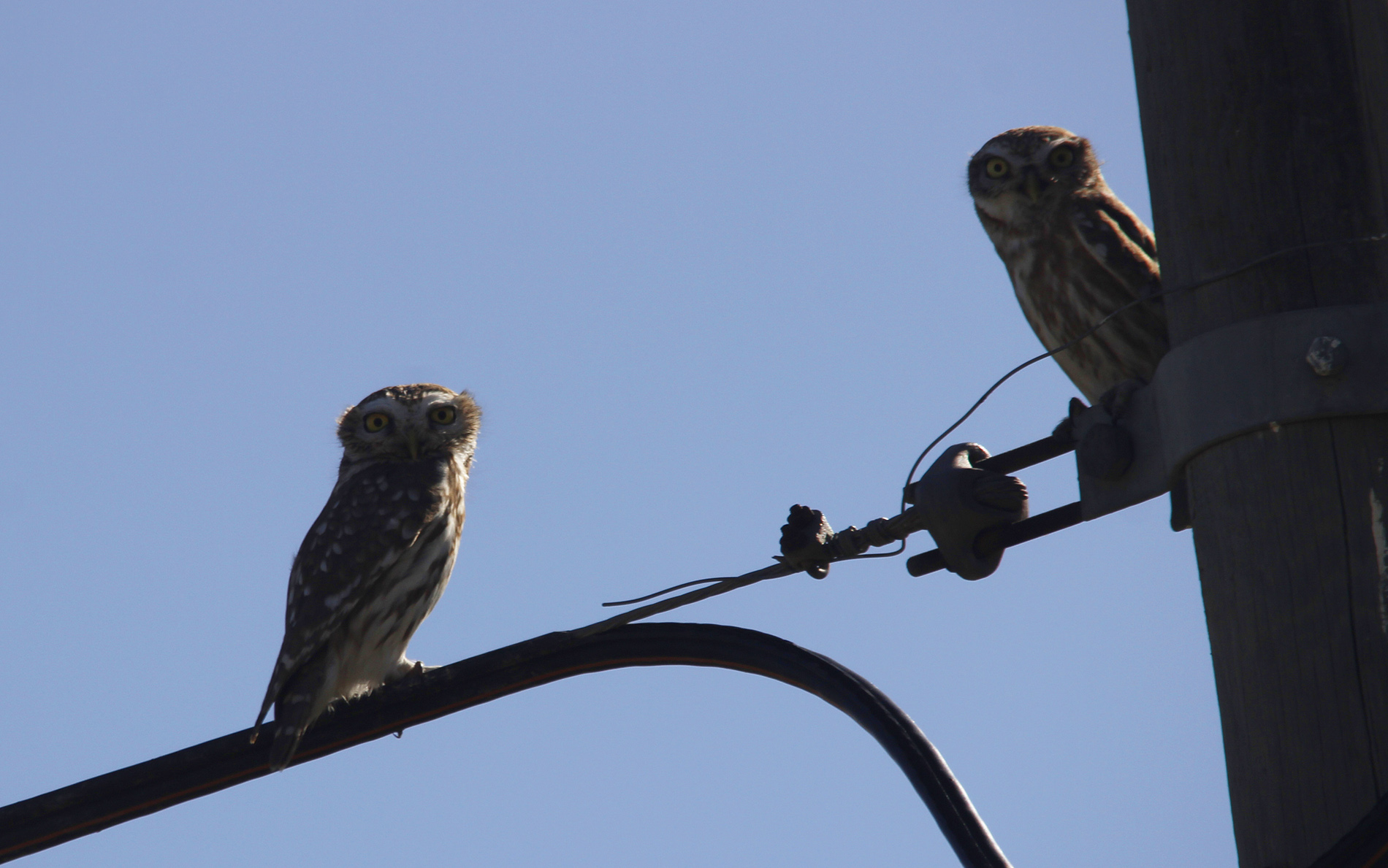 Little Owl