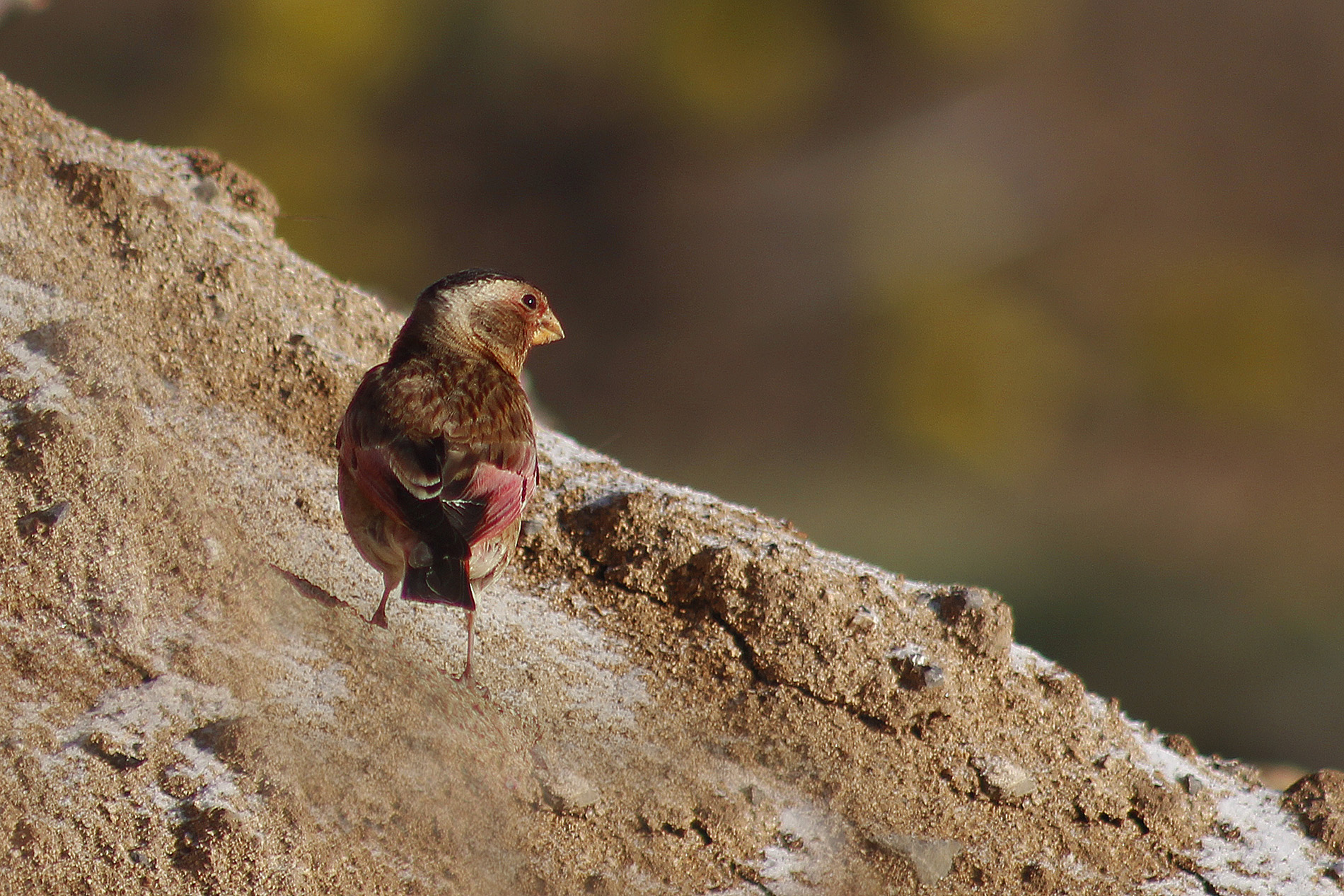 Crimson-winged Finch