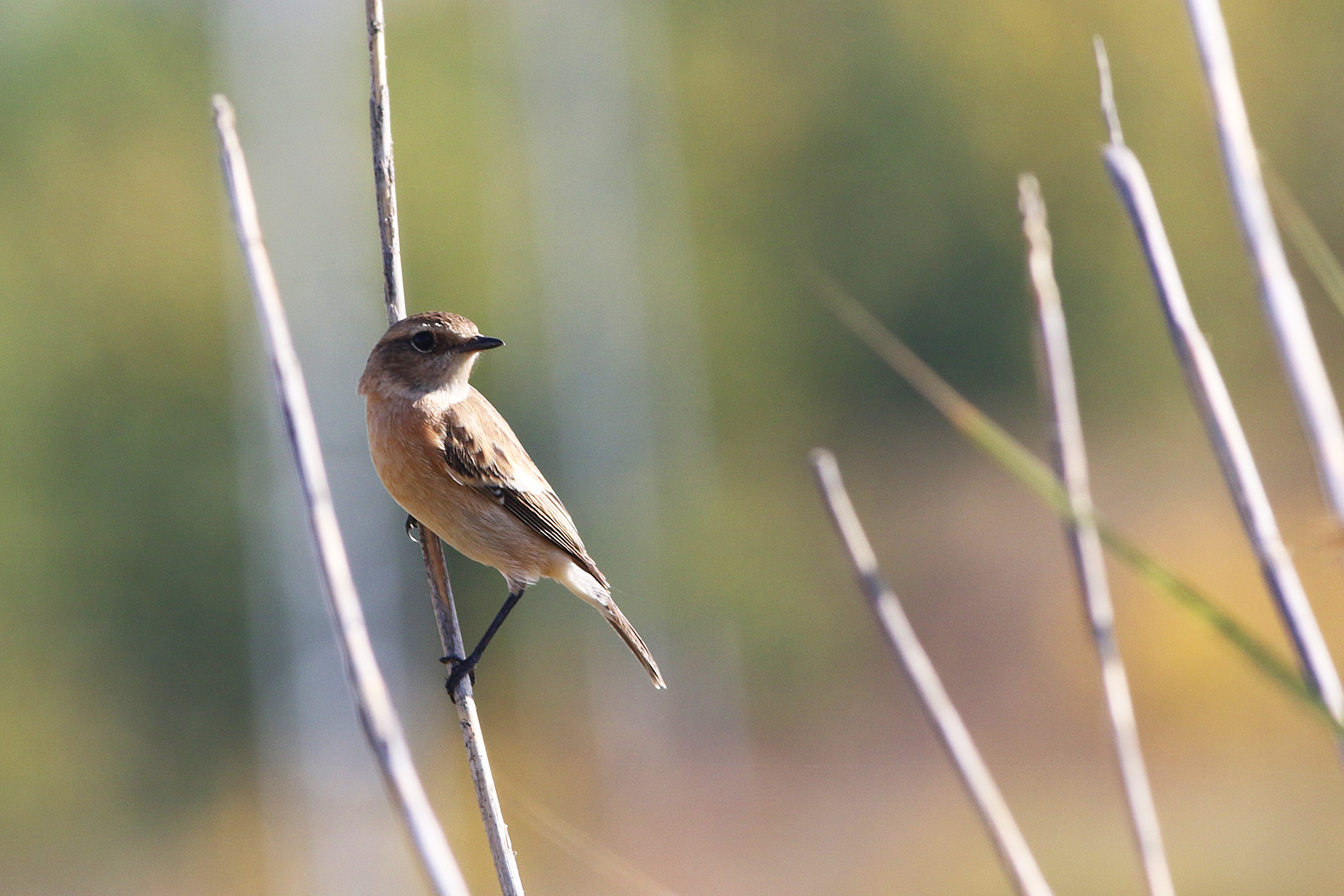 European Stonechat — Ana fotoğraf