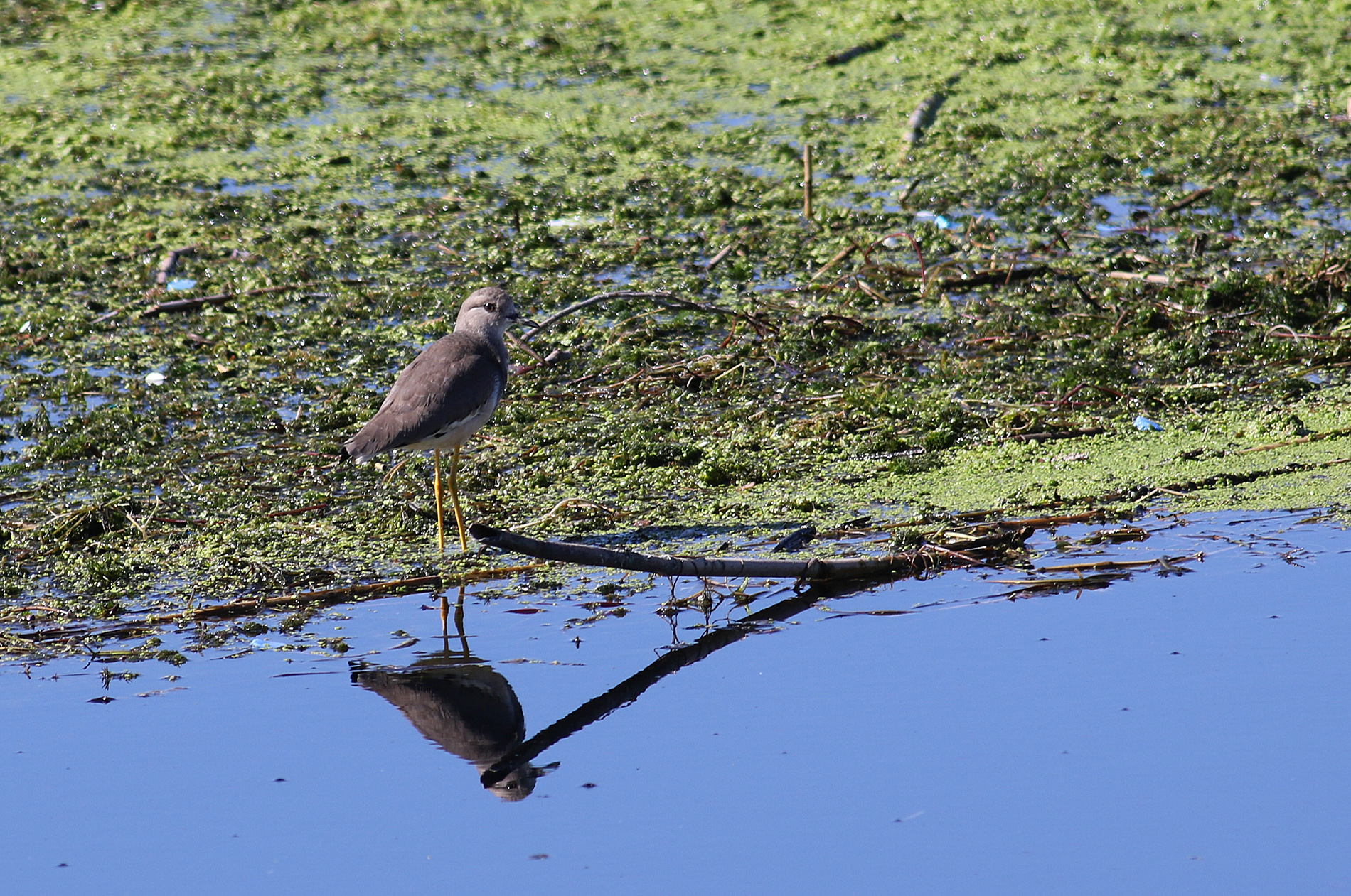 White-tailed Lapwing