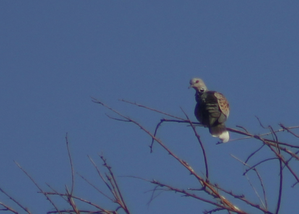 European Turtle-Dove