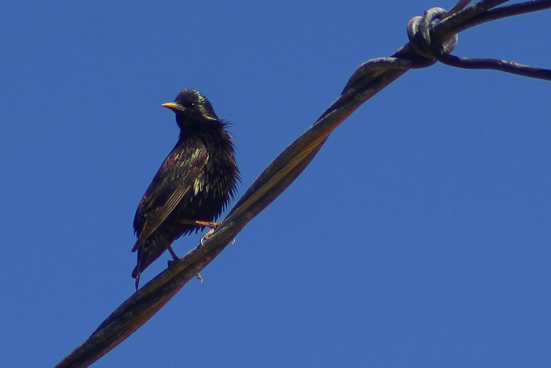 European Starling