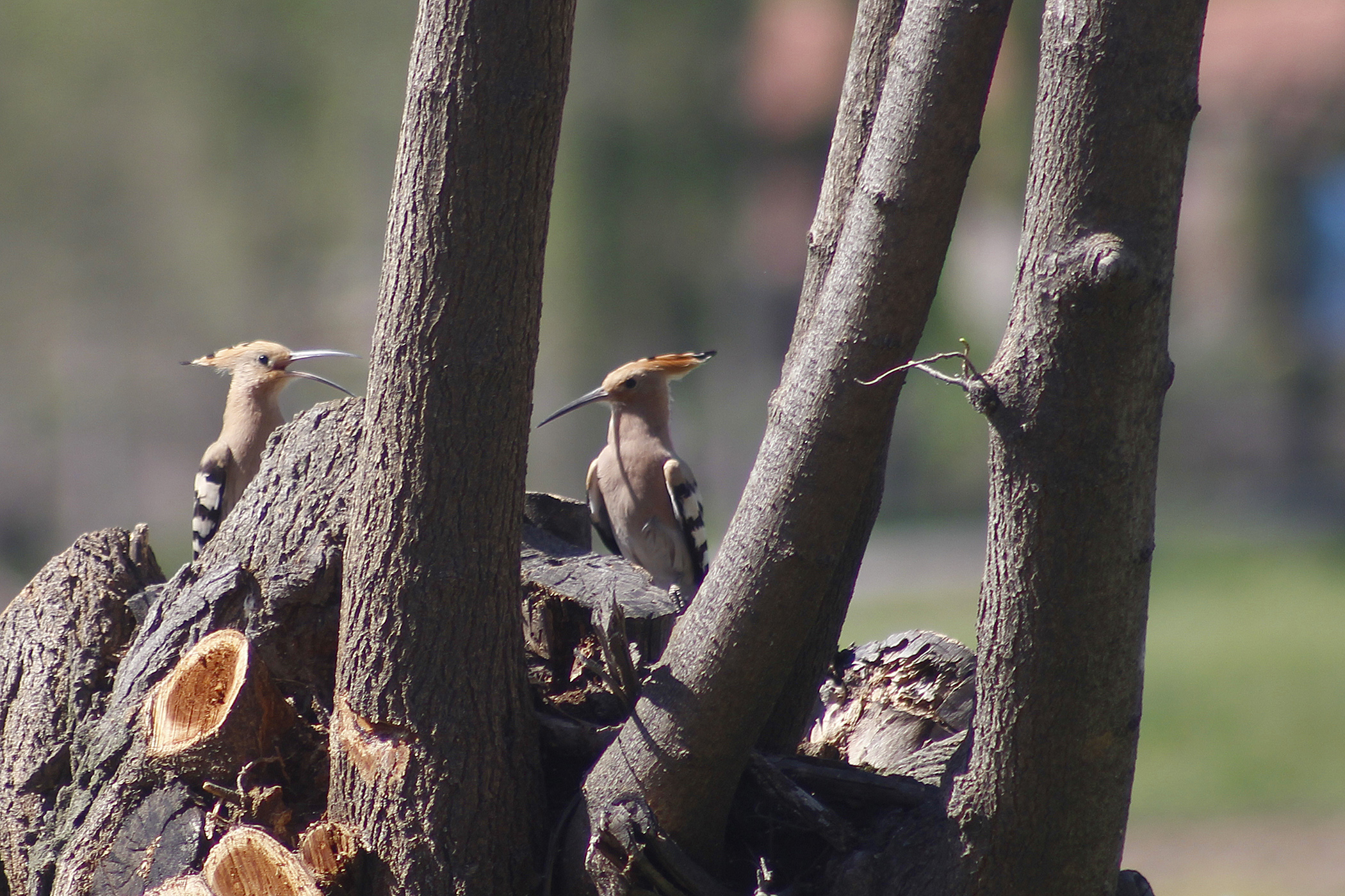 Eurasian Hoopoe